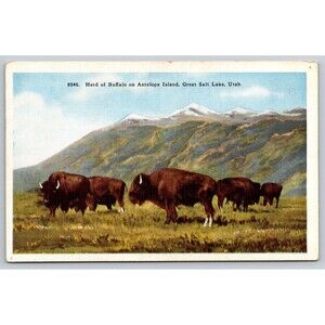 Postcard Utah Great Salt Lake Herd Buffalo Antelope Island Covered Wagon Movie